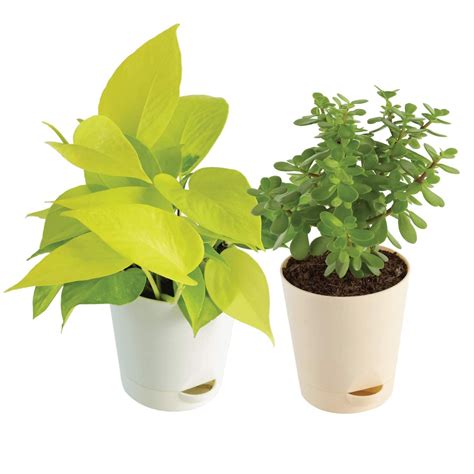 Ugaoo Good Luck Indoor Plants For Home With Pot - Jade Plant & Money Plant Golden : Amazon.in ...