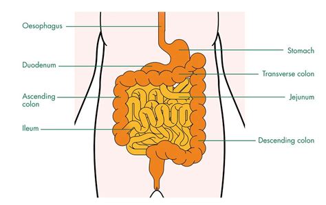 The small intestine | Intestines, Digestive system, Small