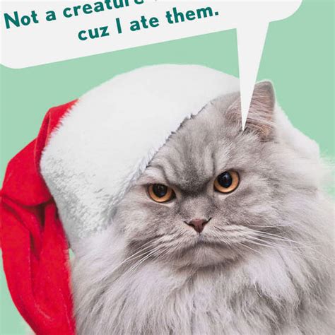 Santa Cat Funny Christmas Card - Greeting Cards | Hallmark