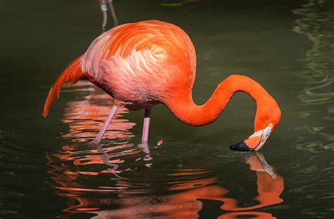 Flamingo | San Diego Zoo Animals & Plants