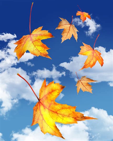 Maple Leaves Falling Against A Blue Sky Royalty Free Stock Photos - Image: 6789278