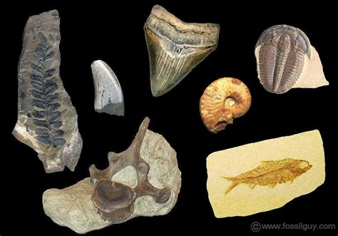 What Are The Different Types Of Fossils