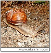 Roman Snails - Helix pomatia - UK Safari