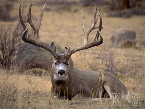 Giant Mule Deer Bucks - a gallery on Flickr