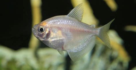 Types of White Fish: 12 Different Aquarium Fish That Are White - A-Z Animals