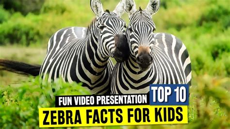 All about Zebras for Learners: Fun Facts and Wild African Animal Information for Schools - YouTube