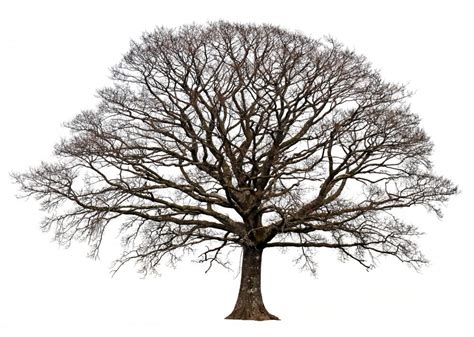 Oak Tree Without Leaves Trees lose their leaves to