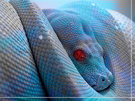 Download Animal Snake Wallpaper