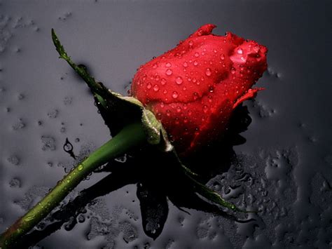 Beautiful Red Rose Wallpaper - Colors Wallpaper (34511935) - Fanpop