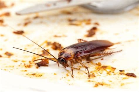 Car Roach: How To Get Rid of A Roach Infestation Inside Your Car