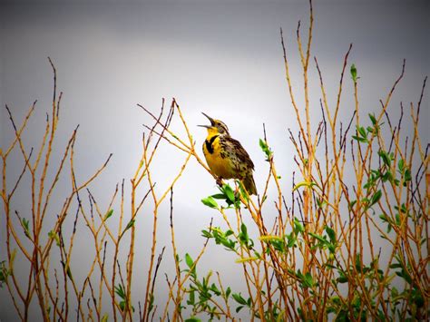 Kansas State Bird – Western Meadowlark – 50States.com – 50states