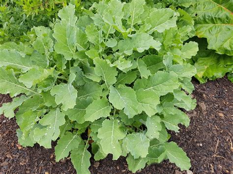 How To Grow Perennial Cabbage & 7 Varieties To Try