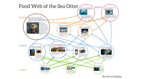 Sea Otters Food Web by Michael Guache on Prezi