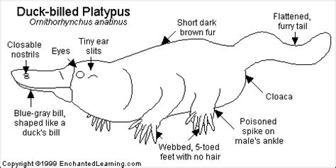 Duck-billed Platypus Printout- EnchantedLearning.com