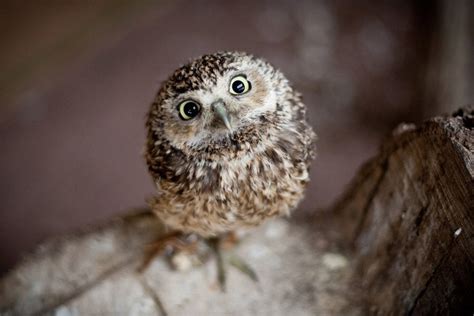 Cute Fluffy Baby Owls