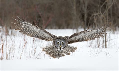 Canada | Flying Great Gray Owl