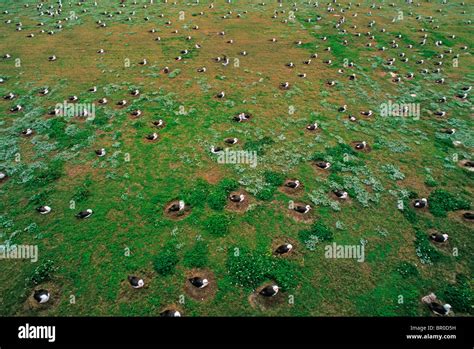 Nesting Laysan albatross Stock Photo - Alamy