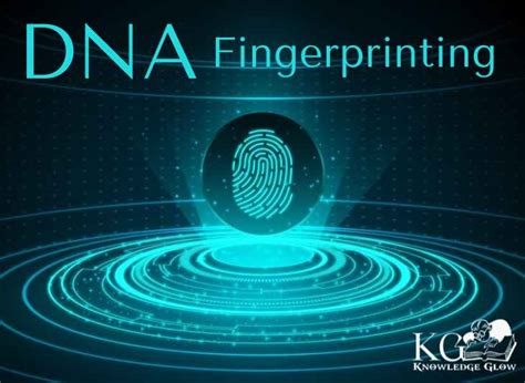 DNA Fingerprinting - Steps And Applications | Knowledge Glow