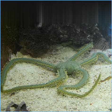 Green Brittle Starfish or Brittle Sea Star | Pete's Aquariums & Fish