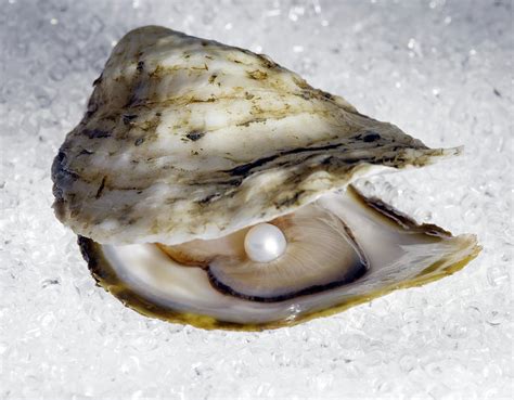 Pearl In Open Oyster by Jeffrey Coolidge