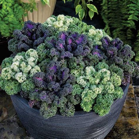 Ornamental Cabbage/Kale Seeds from around the world in Retail Packs