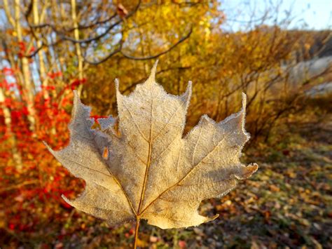 Fall Leaf | Stanley Zimny (Thank You for 68 Million views) | Flickr