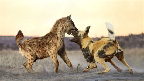 Hyena Vs Dog