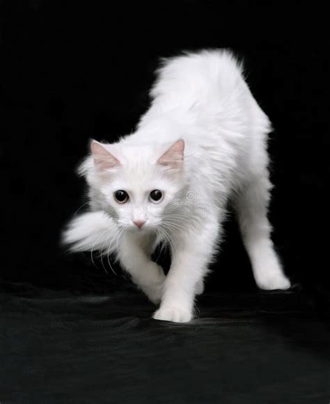 White angora cat stock photo. Image of angora, mustache - 14204000