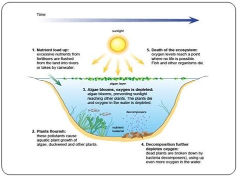 Eutrophication process. | Download Scientific Diagram