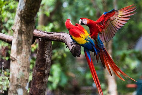 Two Scarlet Macaw Playing on Branch Stock Photo | Adobe Stock