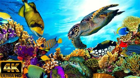 1 Hour Coral Reef Aquarium in 4K 🐠 Screensaver + Relaxation Music Mindfulness - YouTube