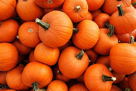 Royalty Free Pumpkin Pictures, Images and Stock Photos - iStock