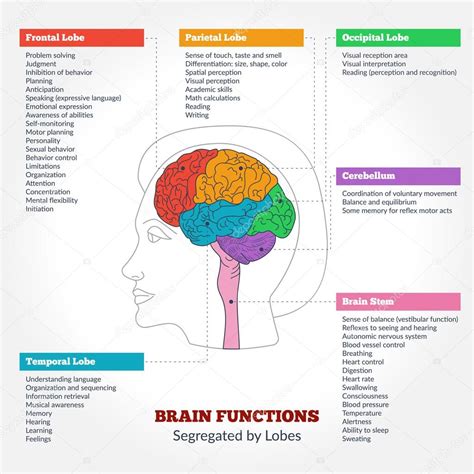 Human brain anatomy and functions Stock Vector by ©Sunshine_Art 91288092