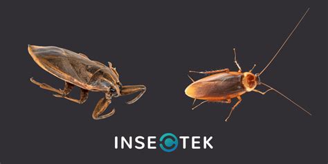 Water Bug vs. Cockroach – What is Infesting Your Home? - Insectek Pest Solutions