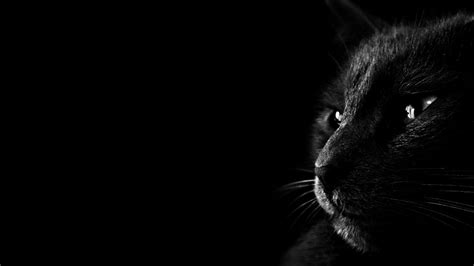 Dark Wallpapers HD Desktop Backgrounds Images and Pictures | Black cat images, Black hd ...