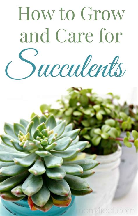 How to Grow and Care For Succulents - Mom 4 Real