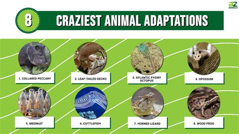 The Top 8 Craziest Animal Adaptations - A-Z Animals