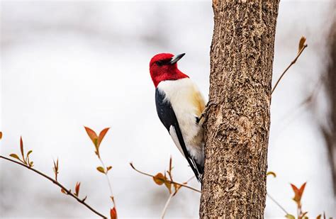 10 Woodpecker Species of Michigan: Residents and Wanderers - Avibirds.com