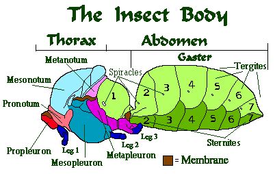 The Insect Thorax: Complete Guide To The Legs & Wings