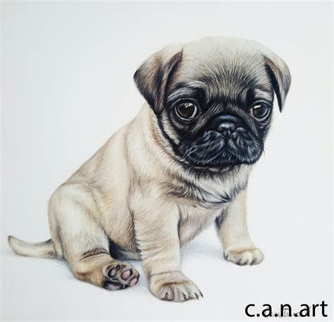 Pug Drawing at PaintingValley.com | Explore collection of Pug Drawing