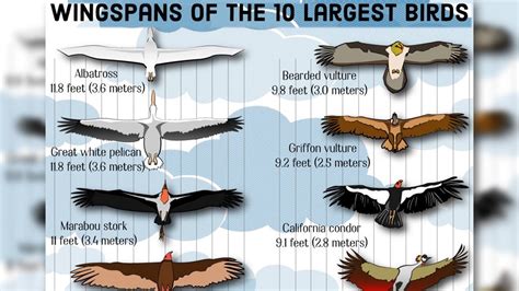 Albatross Bird Wingspan