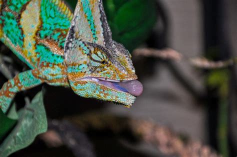 What Do Chameleons Eat? Diet & Nutrition Guide – Chameleon School