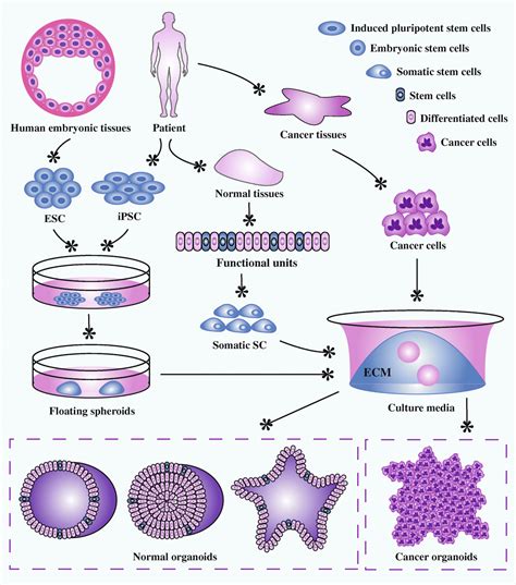 How Tumor Organoid Applications Help In Cancer Research | Kosheeka