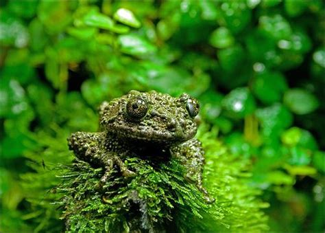 19 best Frogs !!!!!!!!!! images on Pinterest | African, Frogs and Amphibians