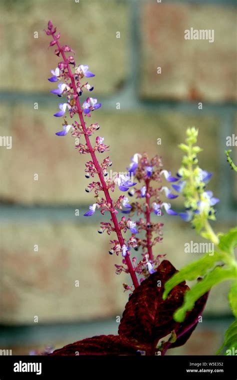 Coleus amboinicus flower hi-res stock photography and images - Alamy