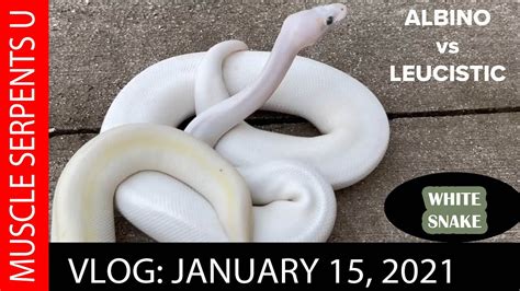 ALBINO vs LEUCISTIC BALL PYTHONS! WHICH DO YOU PREFER? - YouTube