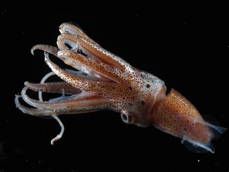 squid-wallpaper- Squid Fish, Underwater Wallpaper, Bizarre Animals ...