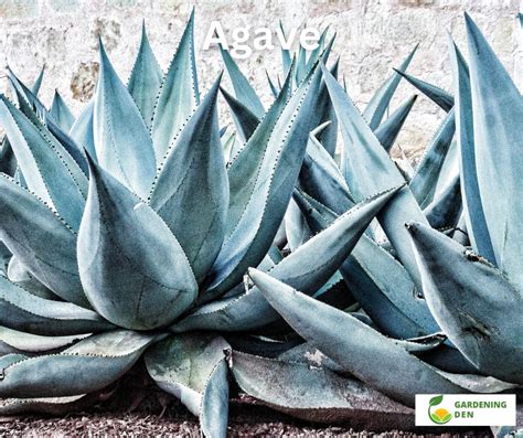 Agave - Plant Care and Growing Guide - Gardening Den