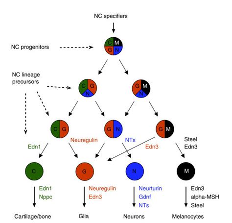 File:Neural crest precursor differentiation.jpg - Embryology