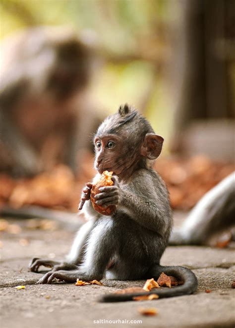 Ubud Monkey Forest – Complete Guide Bali's Sacred Sanctuary